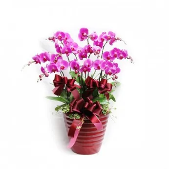 Lan Hồ Điệp Tím Bình Dương 25