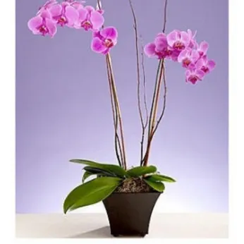 Lan Hồ Điệp Tím Bình Dương 27