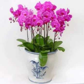 Lan Hồ Điệp Tím Bình Dương 29