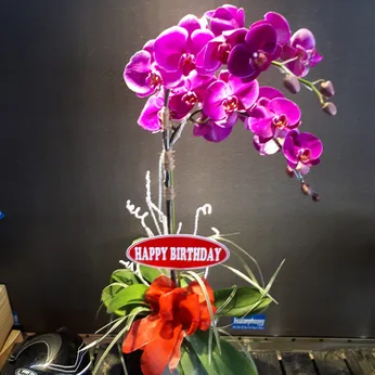 Lan Hồ Điệp Tím Bình Dương 37