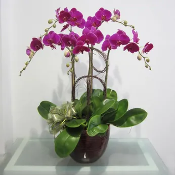 Lan Hồ Điệp Tím Bình Dương 03