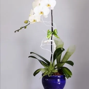 Lan Hồ Điệp Trắng Bình Dương 04
