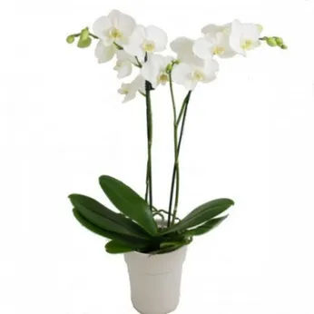 Lan Hồ Điệp Trắng Bình Dương 06