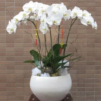 Lan Hồ Điệp Trắng Bình Dương 16