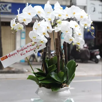 Lan Hồ Điệp Trắng Bình Dương 28