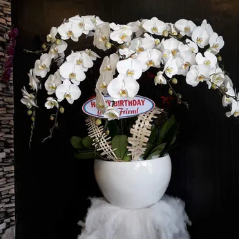 Lan Hồ Điệp Trắng Bình Dương 30