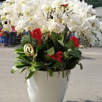 Lan Hồ Điệp Trắng Bình Dương 48