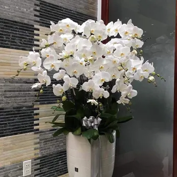 Lan Hồ Điệp Trắng Bình Dương 52