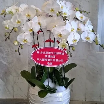 Lan Hồ Điệp Trắng Bình Dương 01
