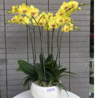 Lan Hồ Điệp Vàng Bình Dương 07