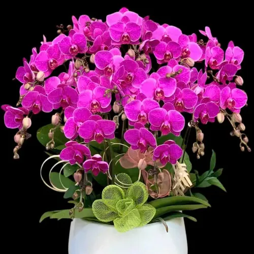 Chậu Lan Hồ Điệp Tết Bình Dương 01