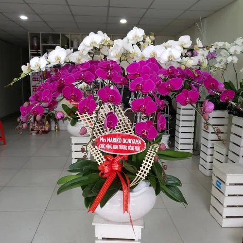 Chậu Lan Hồ Điệp Nhiều Màu 37