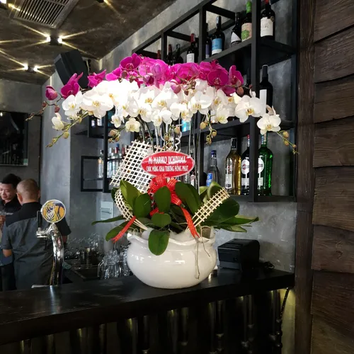 Chậu Lan Hồ Điệp Nhiều Màu 38