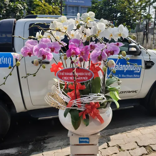 Chậu Lan Hồ Điệp Nhiều Màu 39