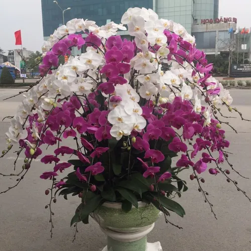 Chậu Lan Hồ Điệp Nhiều Màu 41