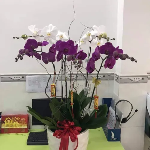 Chậu Lan Hồ Điệp Nhiều Màu 45