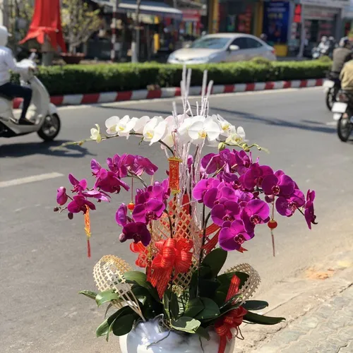 Chậu Lan Hồ Điệp Nhiều Màu 46