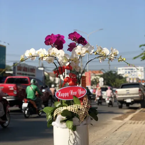 Chậu Lan Hồ Điệp Nhiều Màu 47