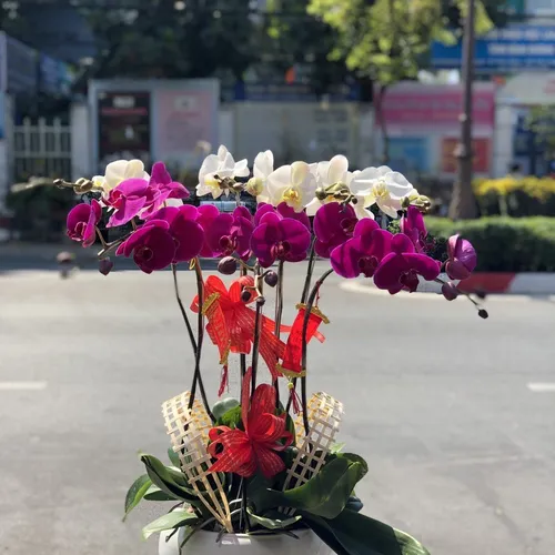 Chậu Lan Hồ Điệp Nhiều Màu 48