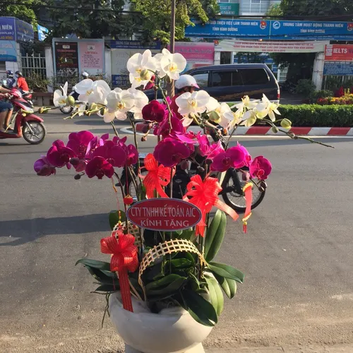 Chậu Lan Hồ Điệp Nhiều Màu 49