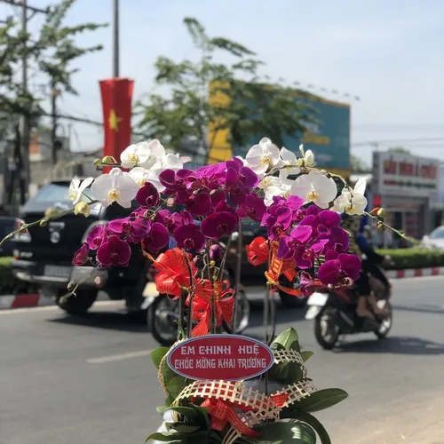 Chậu Lan Hồ Điệp Nhiều Màu 51
