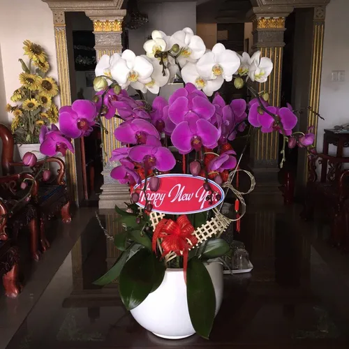 Chậu Lan Hồ Điệp Nhiều Màu 52
