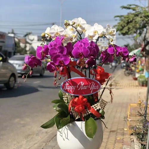 Chậu Lan Hồ Điệp Nhiều Màu 53