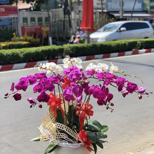 Chậu Lan Hồ Điệp Nhiều Màu 54