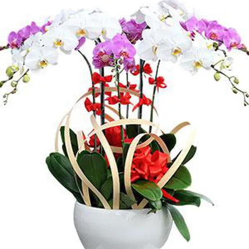Chậu Lan Hồ Điệp Nhiều Màu 56