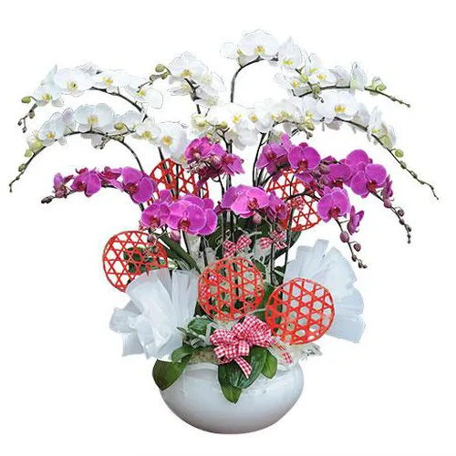 Chậu Lan Hồ Điệp Nhiều Màu 57