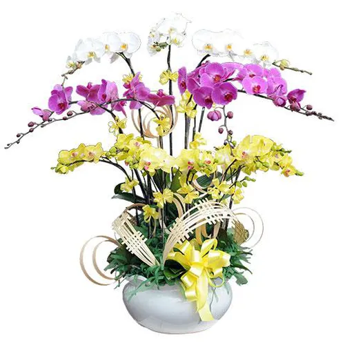 Chậu Lan Hồ Điệp Nhiều Màu 58