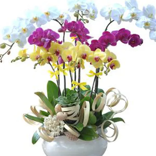 Chậu Lan Hồ Điệp Nhiều Màu 59