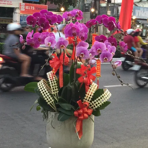 Chậu Lan Hồ Điệp Tím 47
