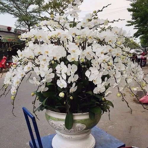 Lan Hồ Điệp Trắng Bình Dương 31