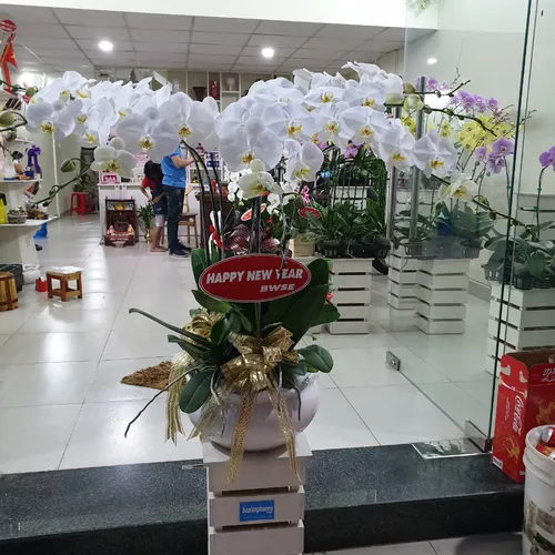 Lan Hồ Điệp Trắng Bình Dương 29