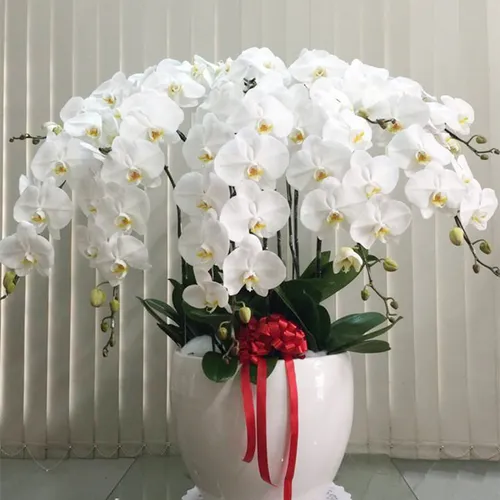 Lan Hồ Điệp Trắng Bình Dương 43