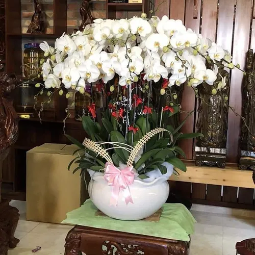 Lan Hồ Điệp Trắng Bình Dương 47