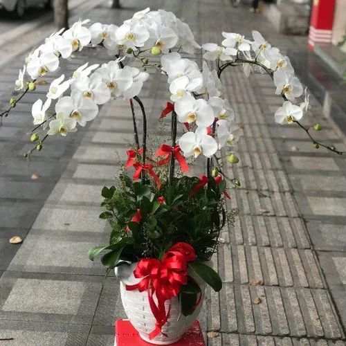 Lan Hồ Điệp Trắng Bình Dương 36