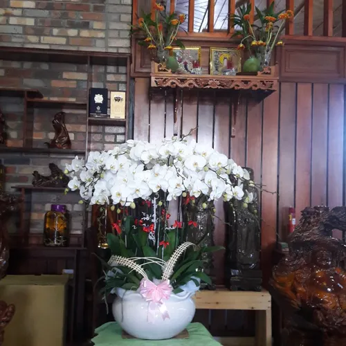 Lan Hồ Điệp Trắng Bình Dương 37