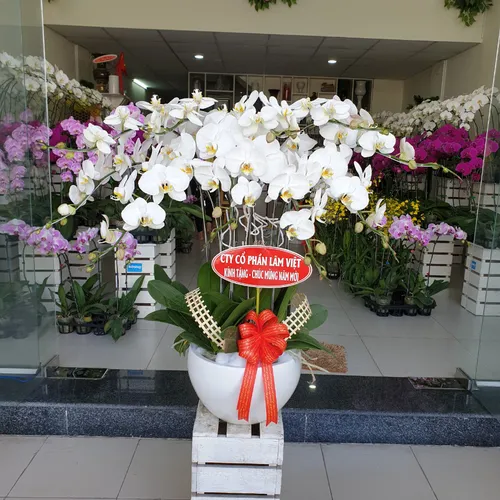 Lan Hồ Điệp Trắng Bình Dương 38