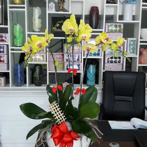 Lan Hồ Điệp Vàng Binh Dương 13