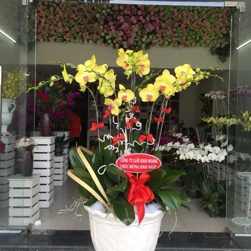 Lan Hồ Điệp Vàng Binh Dương 15