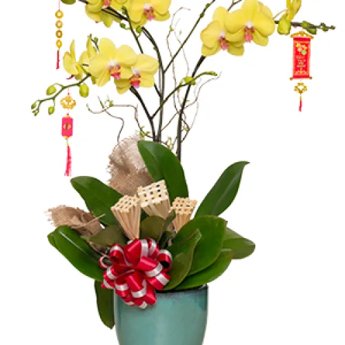 Lan Hồ Điệp Vàng Binh Dương 18