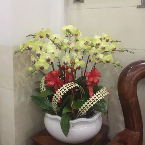 Lan Hồ Điệp Vàng Binh Dương 19