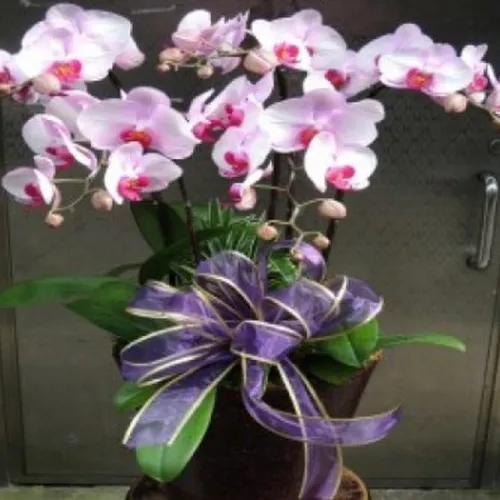 Lan Hồ Điệp Hồng Bình Dương 04