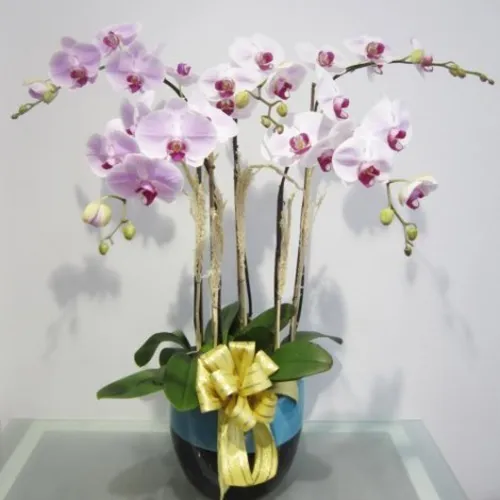 Lan Hồ Điệp Hồng Bình Dương 06