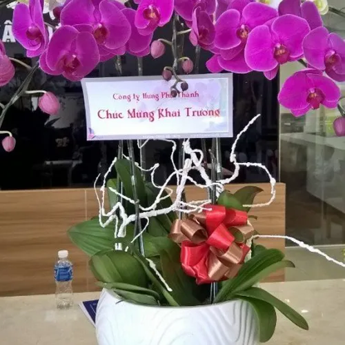 Lan Hồ Điệp Nhiều Màu Bình Dương 04