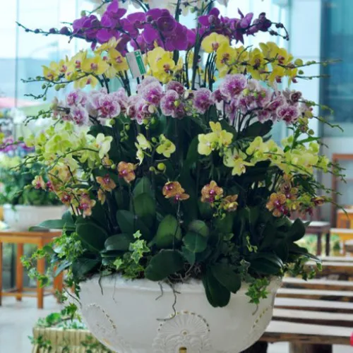 Lan Hồ Điệp Nhiều Màu Bình Dương 05