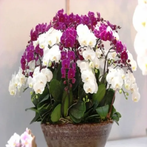 Lan Hồ Điệp Nhiều Màu Bình Dương 10