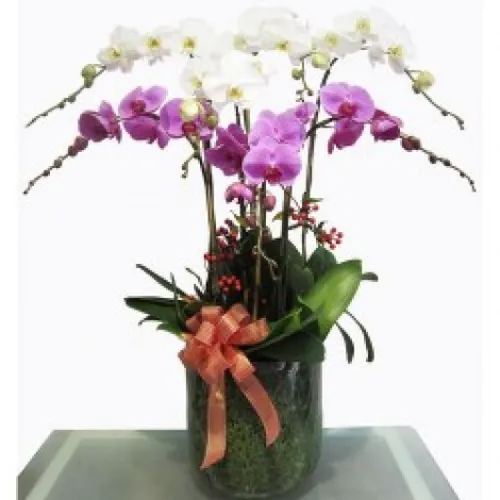 Lan Hồ Điệp Nhiều Màu Bình Dương 11